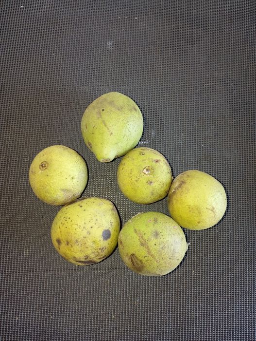 Nuci negre Americane Juglas nigra