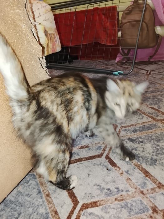 Отдам кошечку в добрые руки