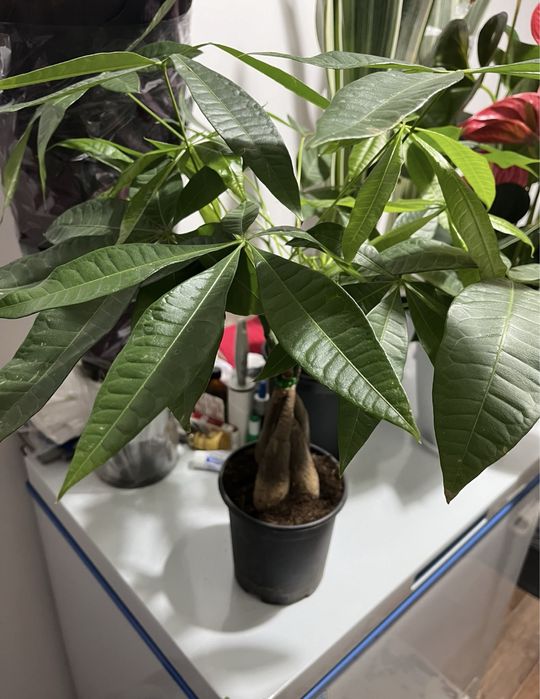 Комнатные растения