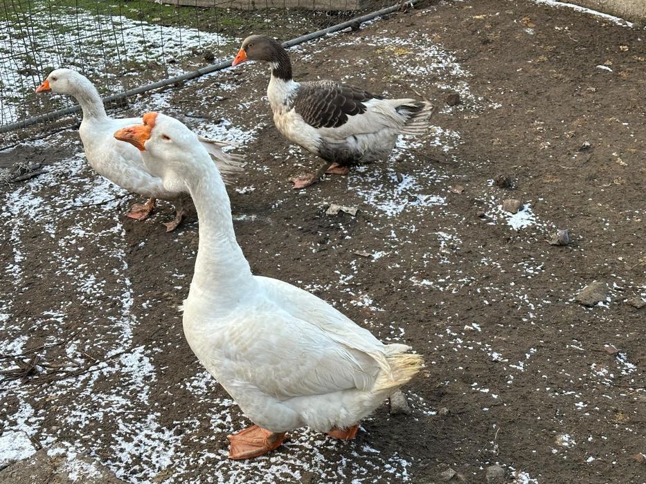 holmogor gâște de vânzare
