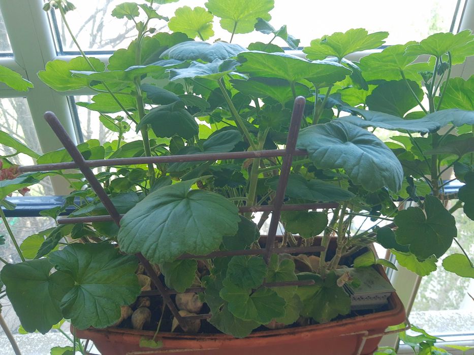 Цветя,мушкато,палма,дърво на живота,растения,готови за декорация,отгле