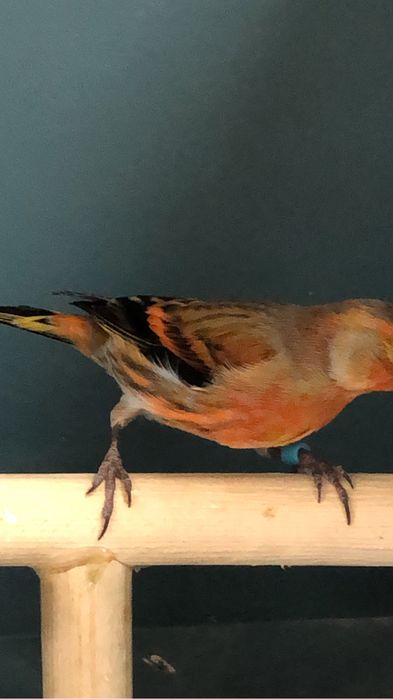 Канарейка кенор самец гибрид