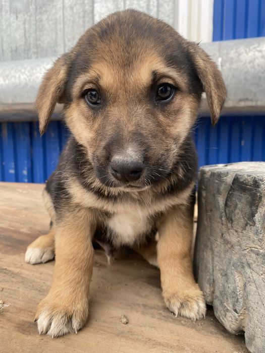 Щенки в добрые руки бесплатно