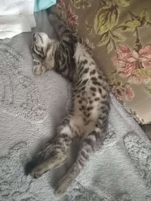 Отдам в добрые руки котёнка 2 месяца