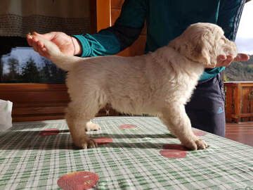 De vânzare Golden Retriever 8 saptamani– Linie de campioni