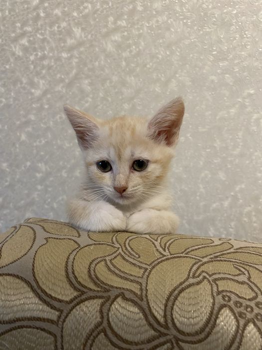 Котенок ищет добрых хозяев