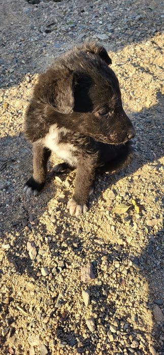 Отдам щенят в добрые руки