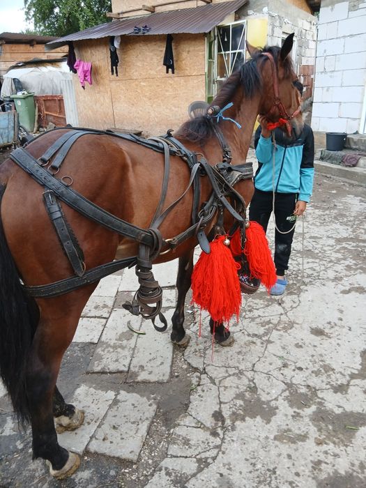 Vând mânz de un an si 8 luni