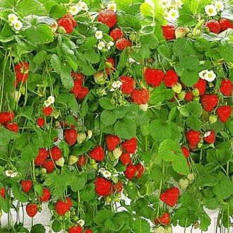 Arbusti Fructiferi  capasuni cataratori