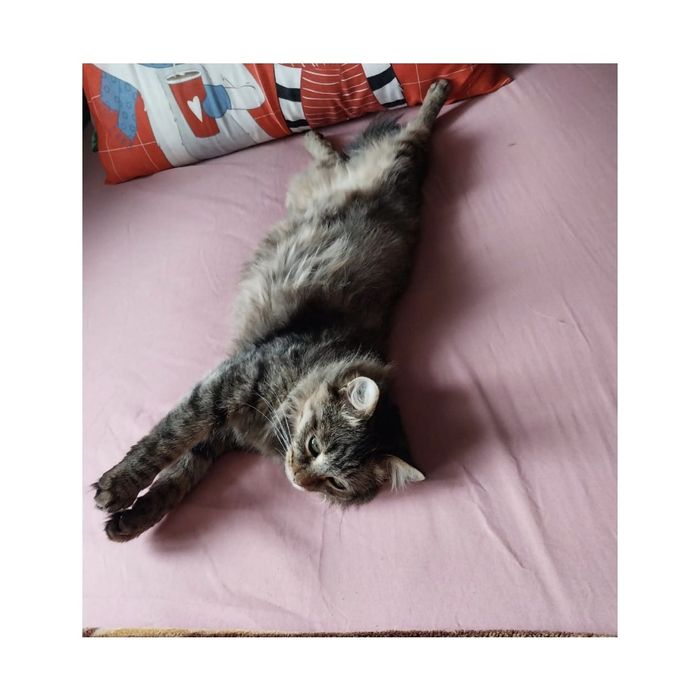 Кошечка Анфиса Котят не будет