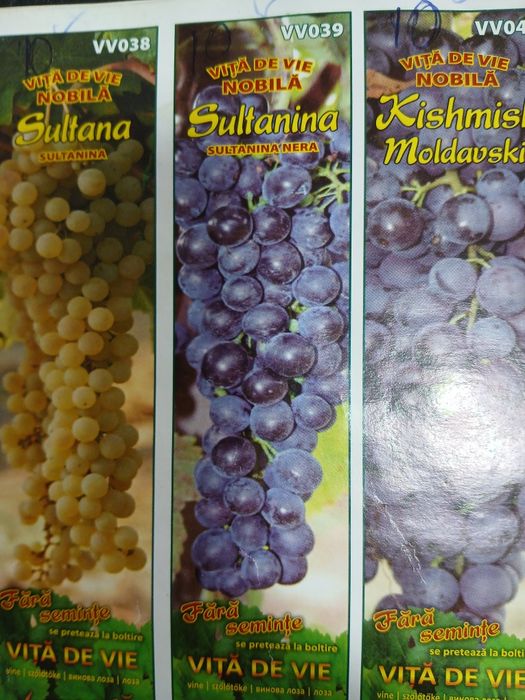 Vita de vie nobila [altoita]soiuri alb și negru fără semințe