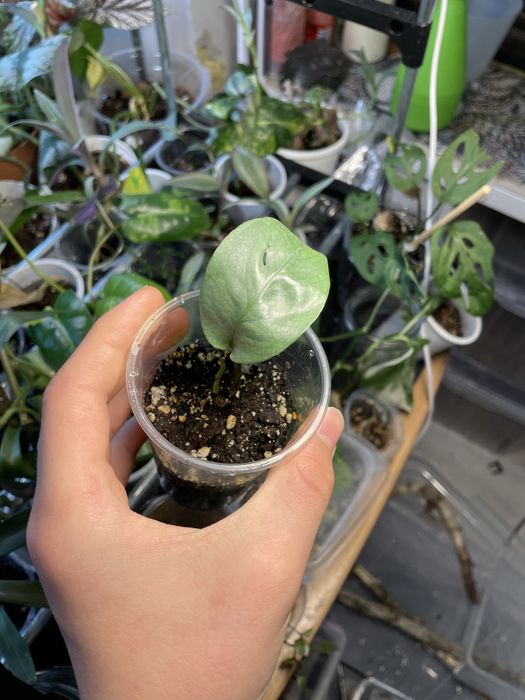 Комнатные растения