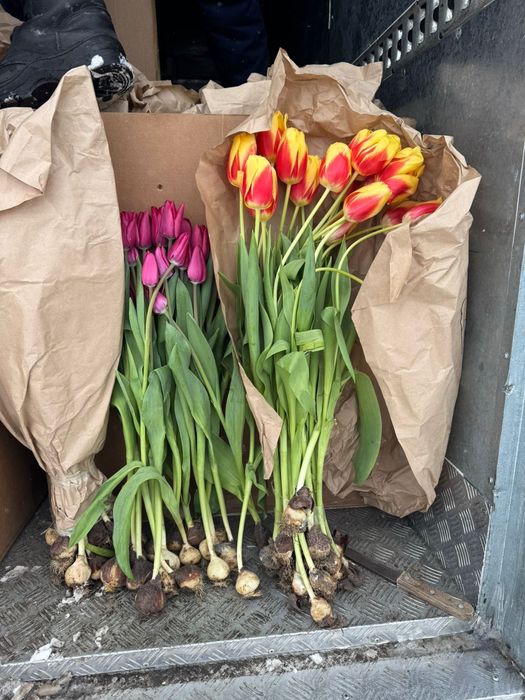Оптом Тюльпаны Астана