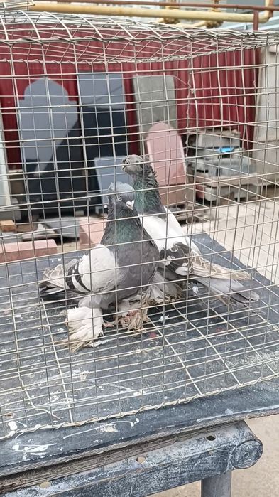 Голуби пара удов