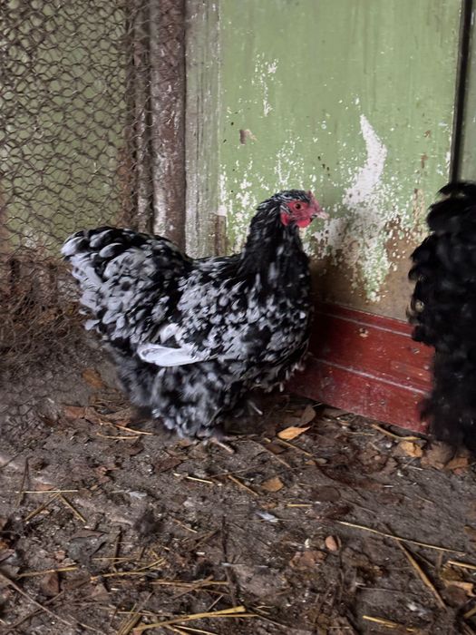 Orpington bobat 2024 si 2025