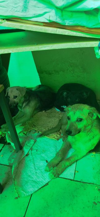 Собаки в хорошие руки