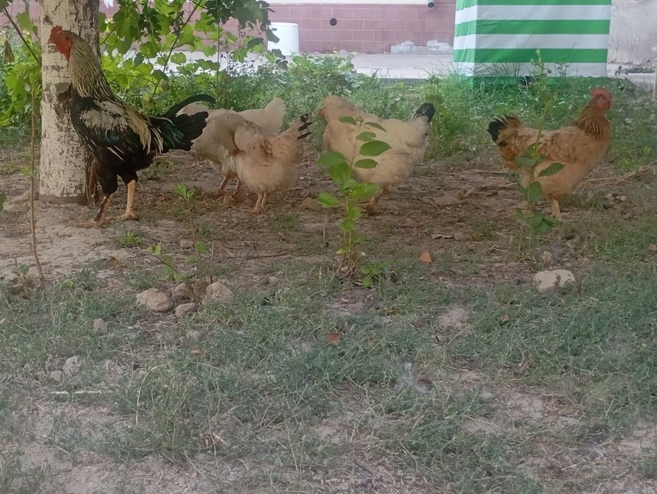 Тауық бар сатылады