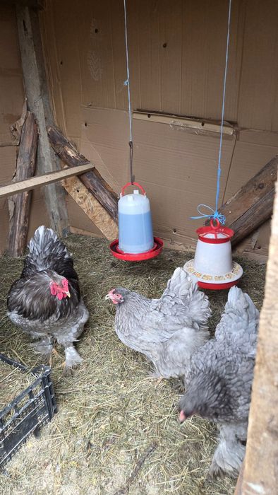 Brahma albastru 2025