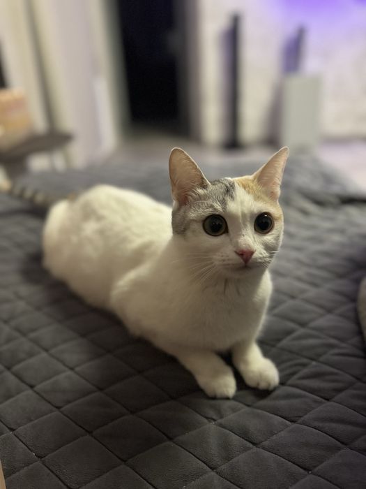 Отдам кошку в хорошие руки