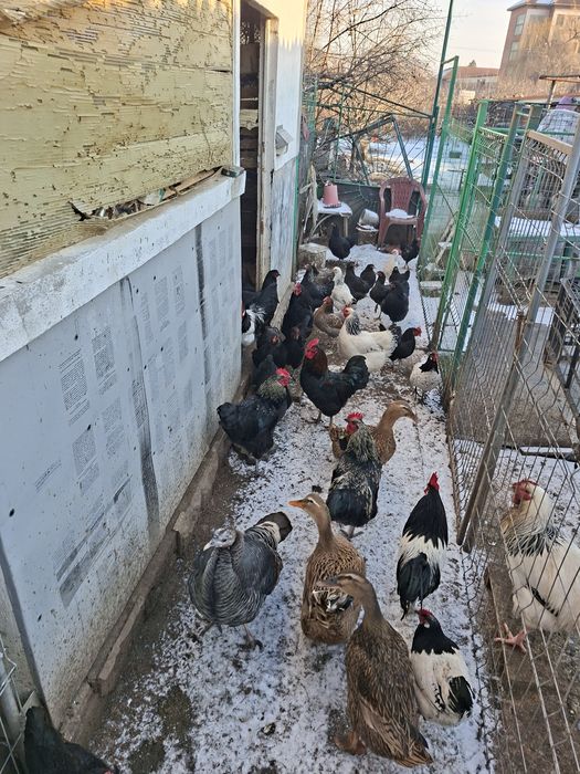 Vând gaini cocoși si pui de curte famili de păsări de rasa