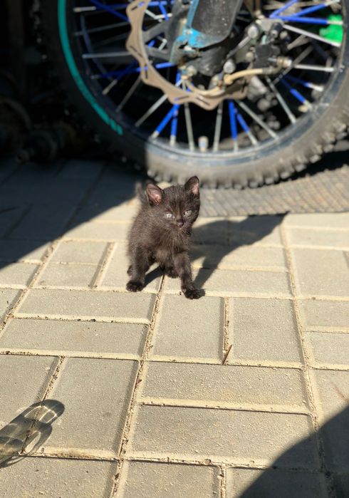 Ofer spre adopție un pui de pisică