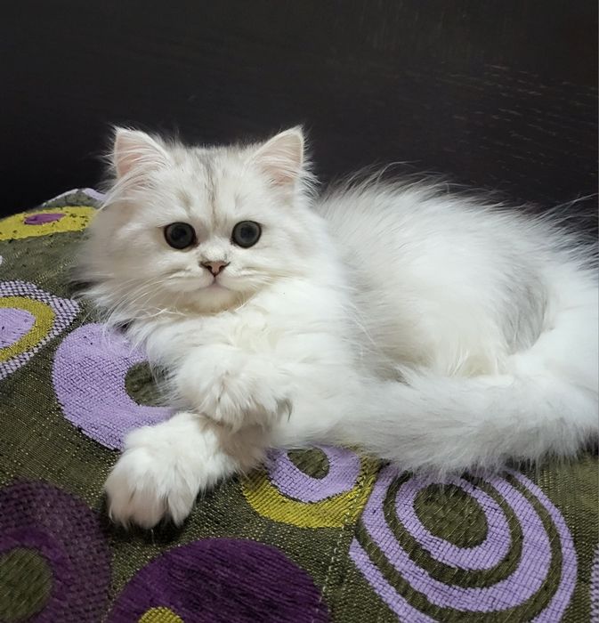 British shorthair