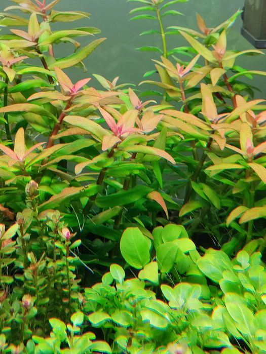 Pachet plante acvariu specii la alegere