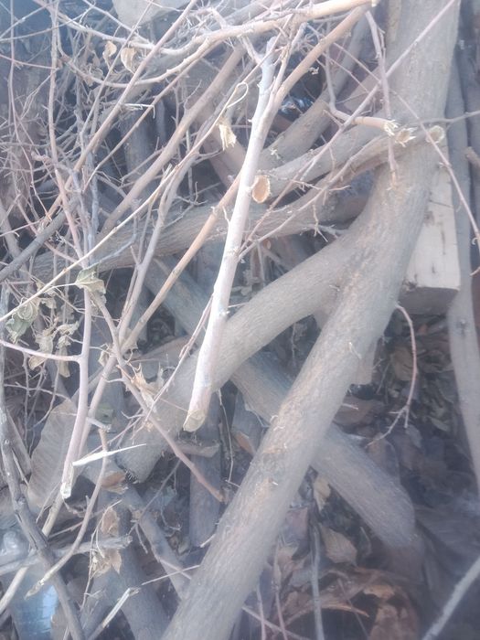 Сухие дрова тутовника