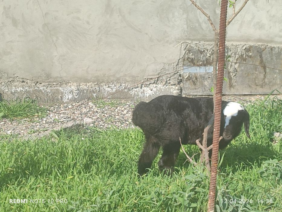 Кузилар сотилади 2 ойлик