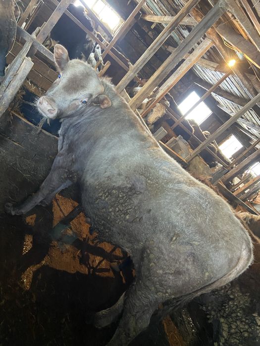 Продам бычков 11 бас