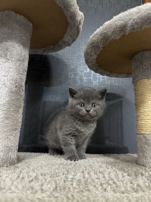 Pui British şi Scotish