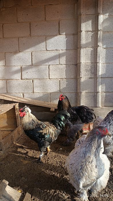 Продам петуха 6 мес