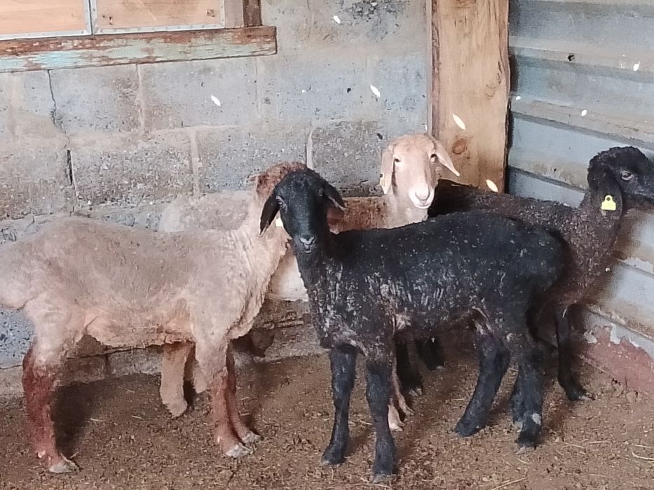 Продам молодых, курдючных овец