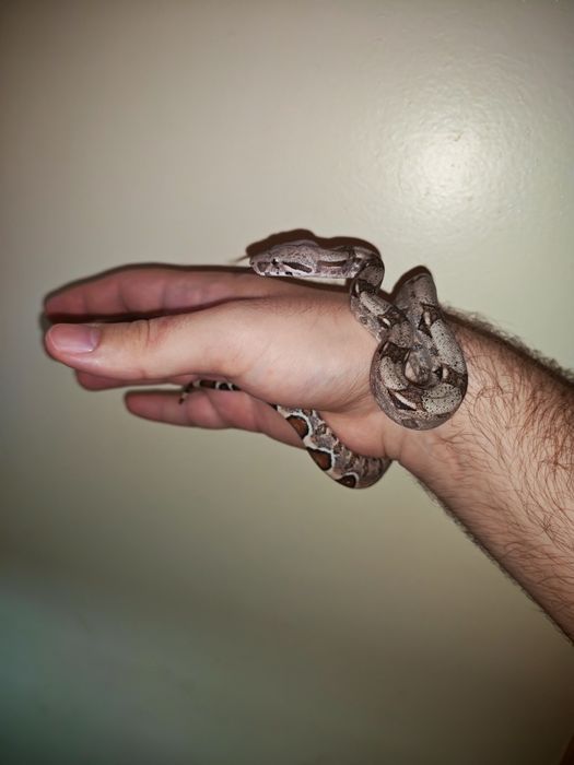 Императорский удав