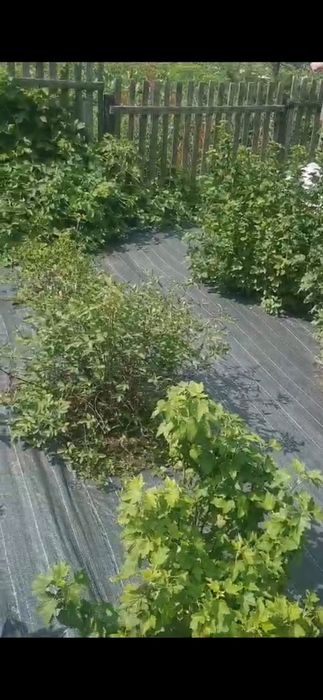 Срочно.Продается большой дом