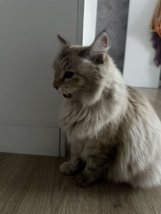 Найдена кот/кошка
