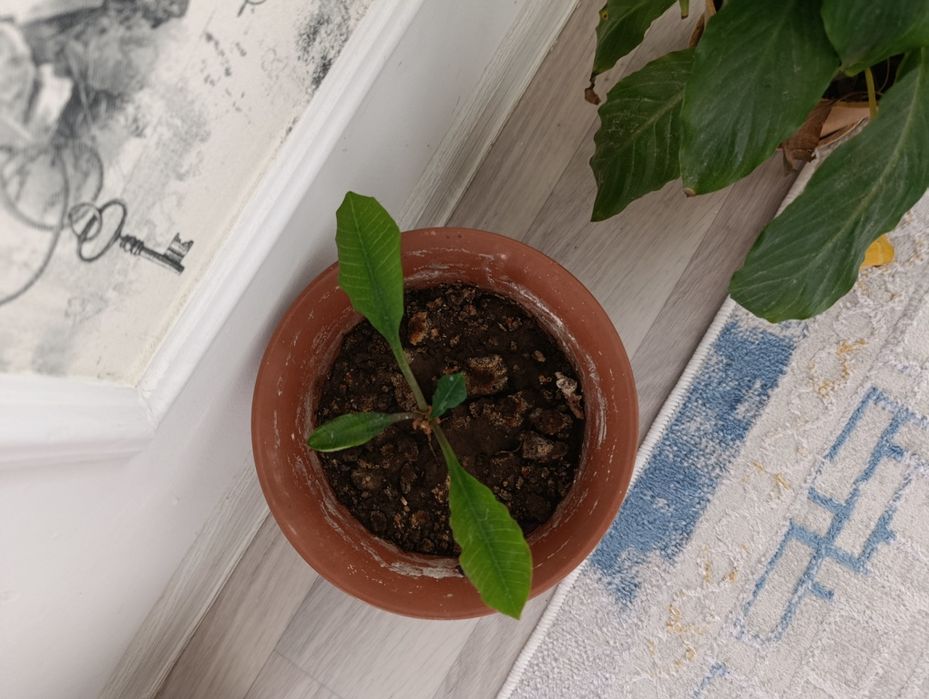 Гул сатылады.багасы келисимди