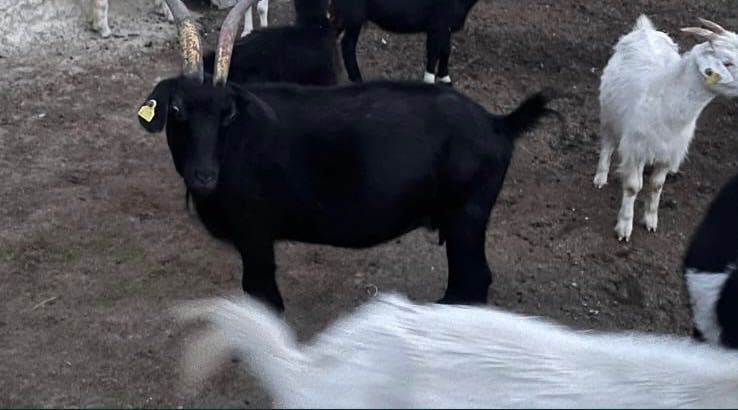 Козы сатылады лактарымен