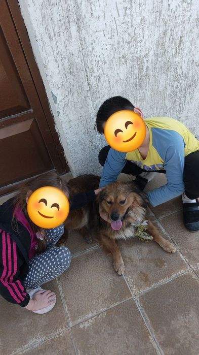 Пёсик срочно ищет дом