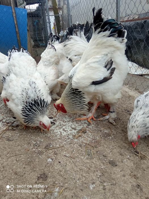 Ouă pentru incubat!