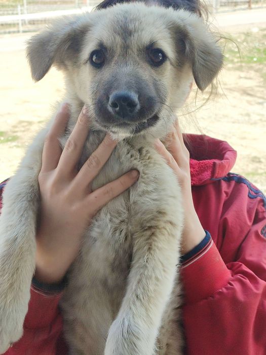 Щеночек ищет себе дом