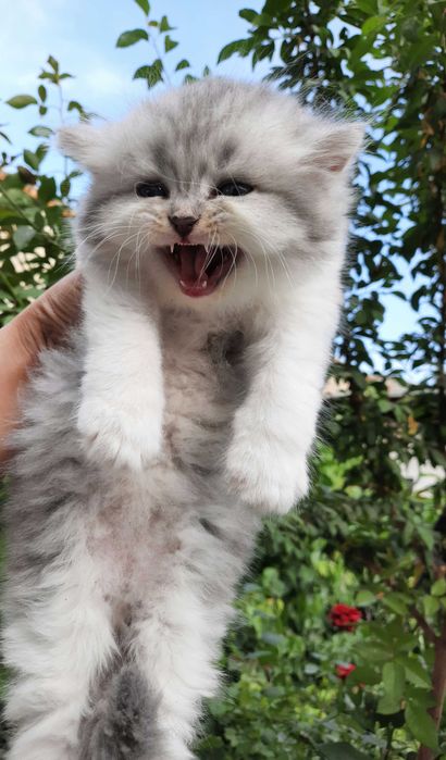 Shotlaniskiy shinshila