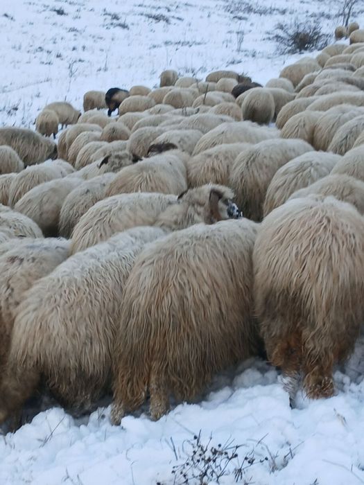 Oi de vânzare 250 Bucăți