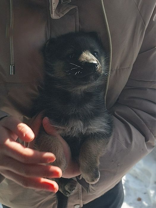 щенок маленький игривый