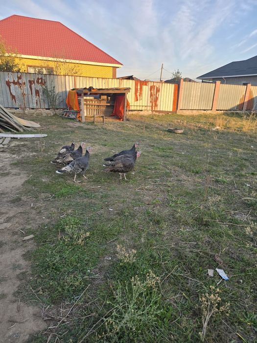 Индаутки здоровые