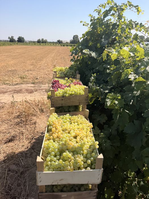 Chasselas de masa