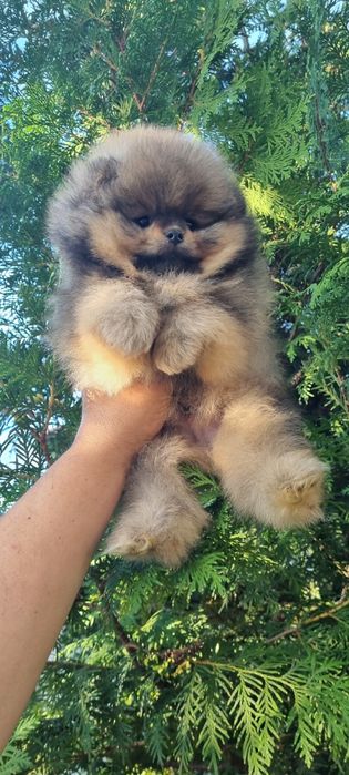 Померан померанче