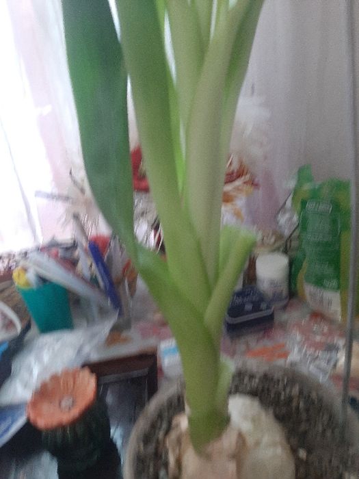 Индийский лук лечебный