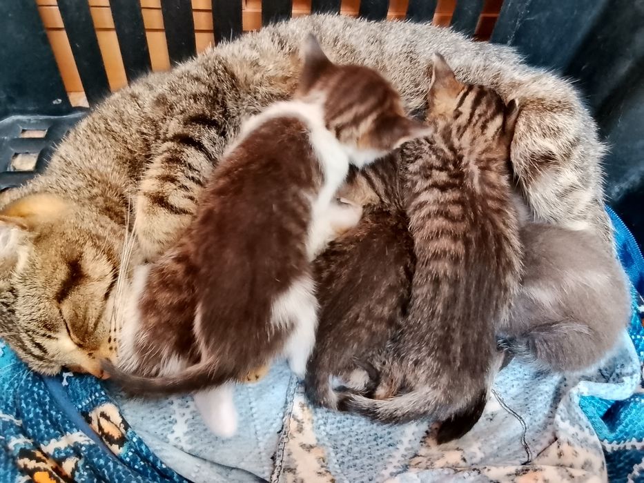 Отдадим котят в хорошие руки