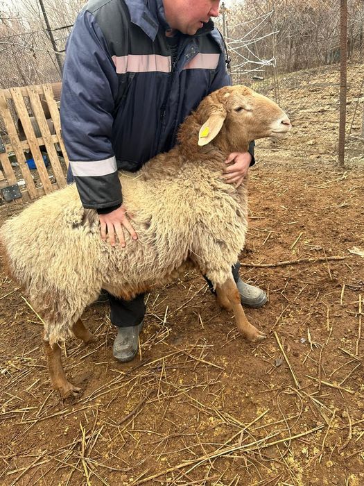 Продам двух кошкаров